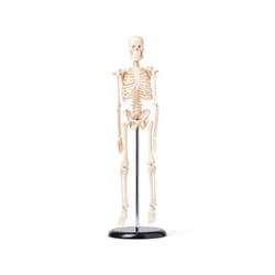 United Scientific&trade;&nbsp;Human Skeleton Model, 42 cm
